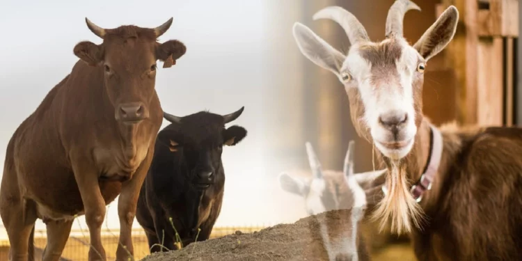 Doa Menyembelih Hewan Kurban Idul Adha, Simak Tata Cara yang Benar!